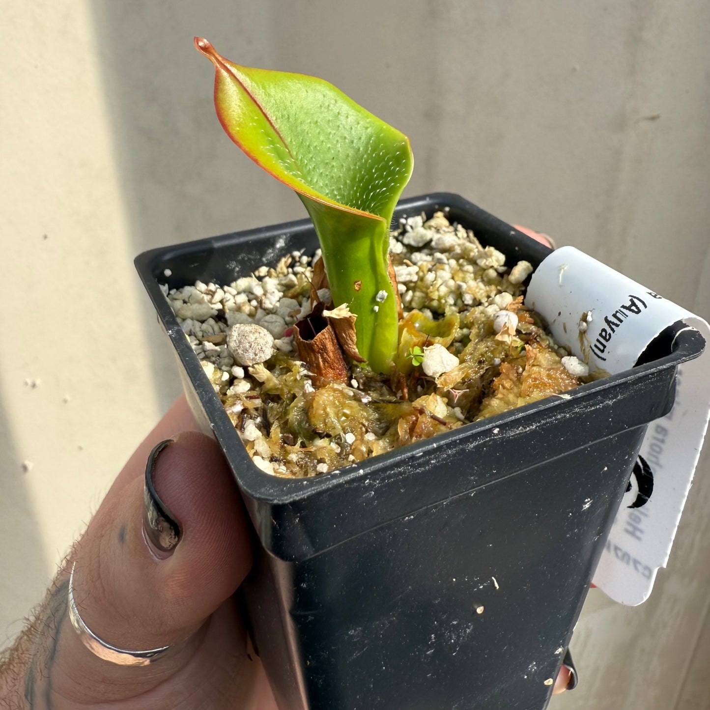 [W067] Heliamphora minor var. pilosa (Auyan), Clone 2