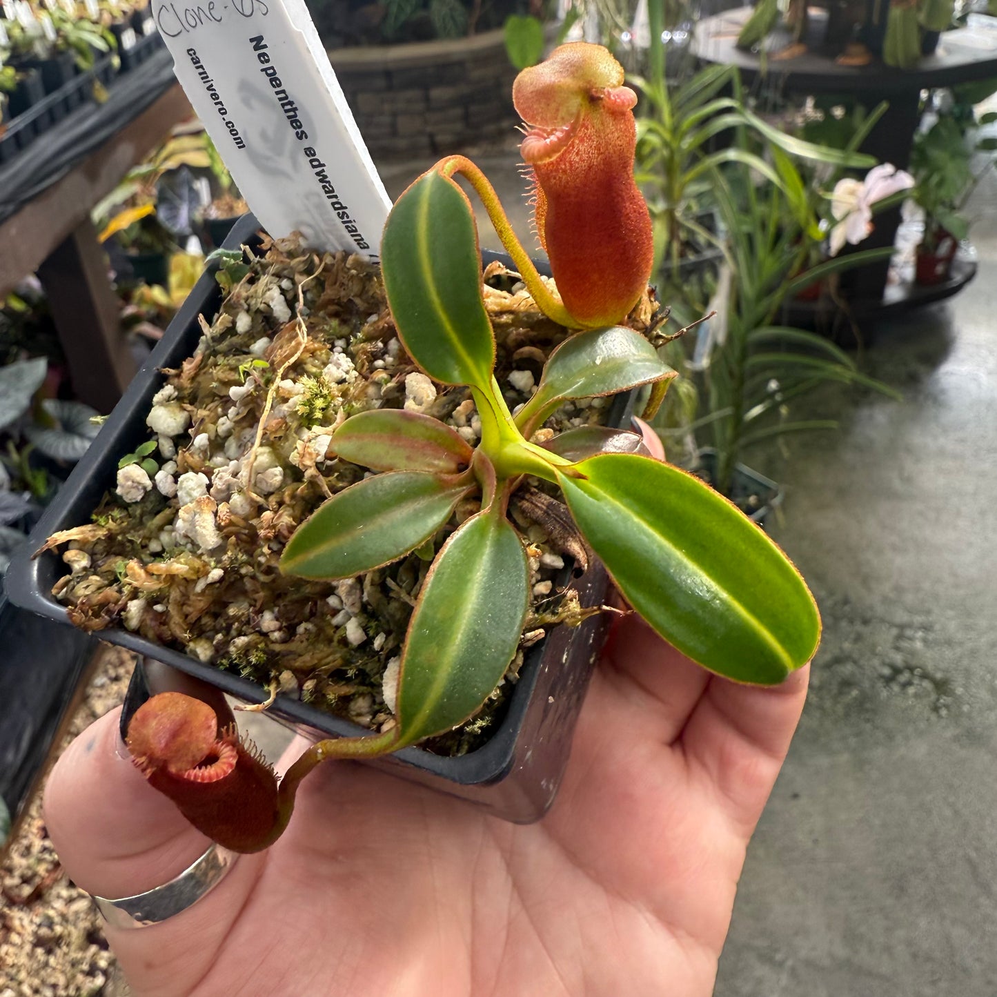 [W005] Nepenthes edwardsiana, Clone: 05 (Tambusisi)