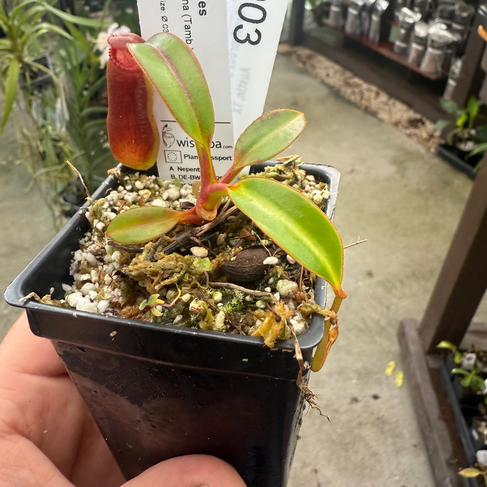 
                      
                        [W003] Nepenthes edwardsiana, Clone: 02 (Tambusisi)
                      
                    