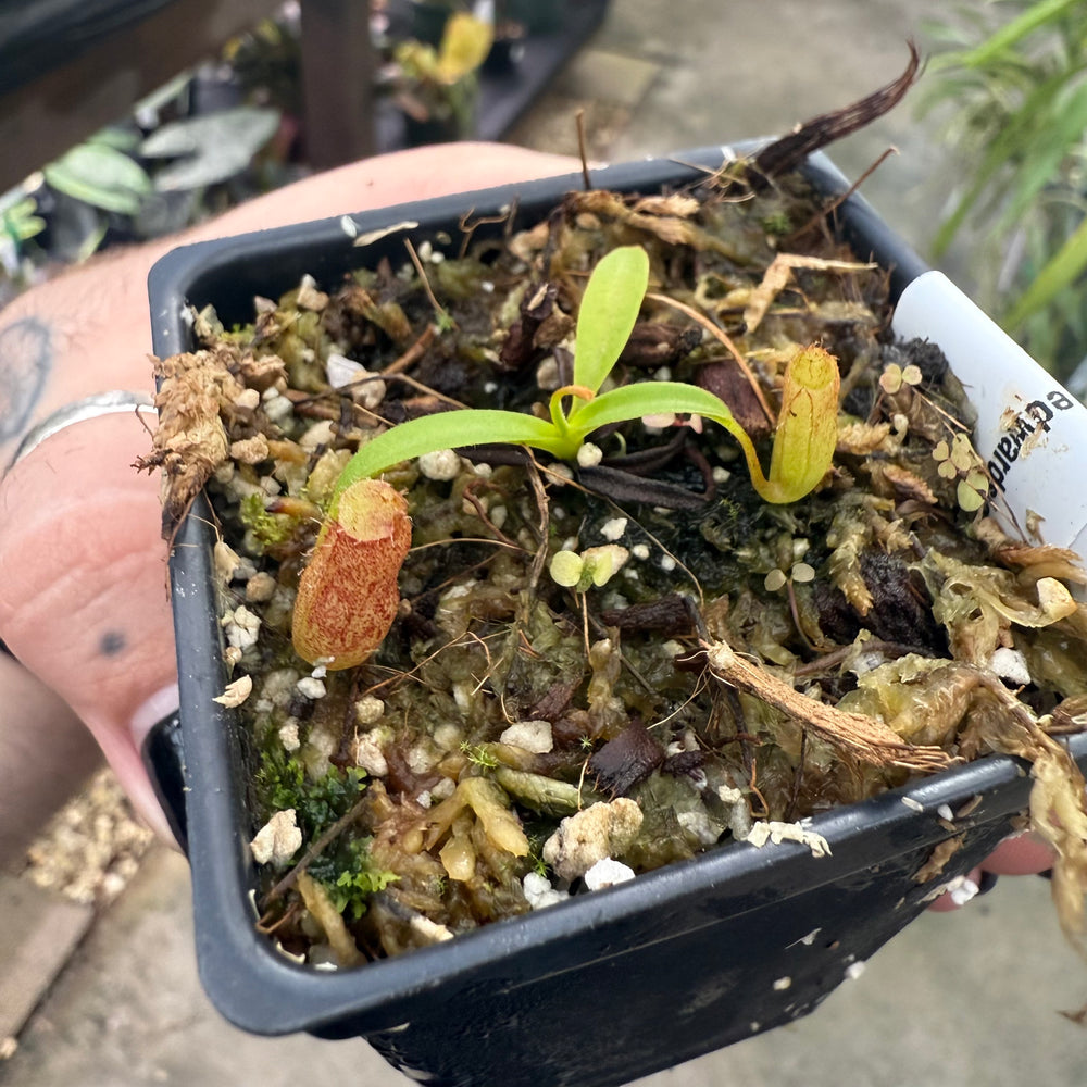 [W018] Nepenthes aristolochioides x edwardsiana