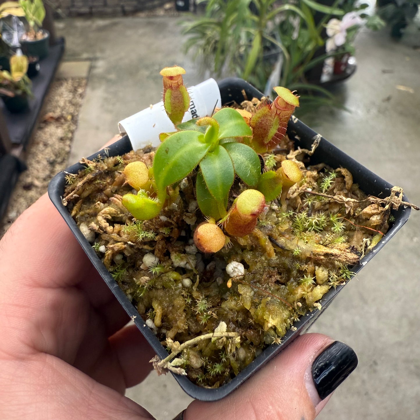 [W009] Nepenthes macrophylla, Clone: T (Gunung Trusmadi, Borneo)