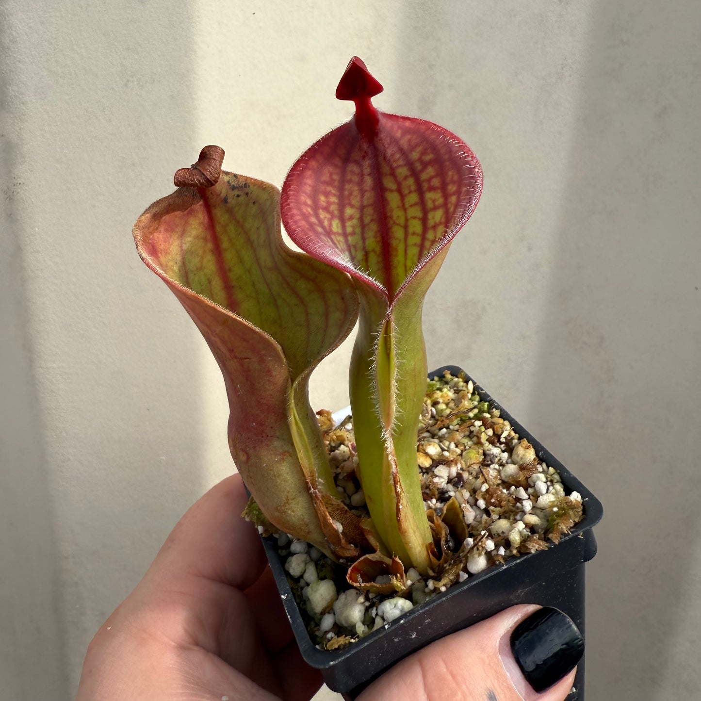 [W071] Heliamphora minor var. pilosa x macdonaldae Clone:09