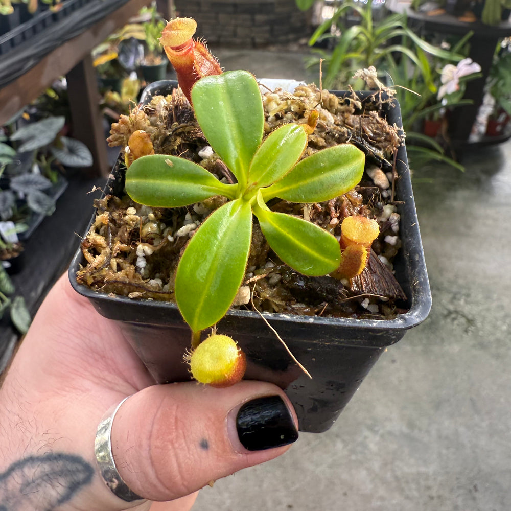 N. macrophylla Clone 11, trusmadi BCP N. macrophylla Clone 11, trusmadi BCP
