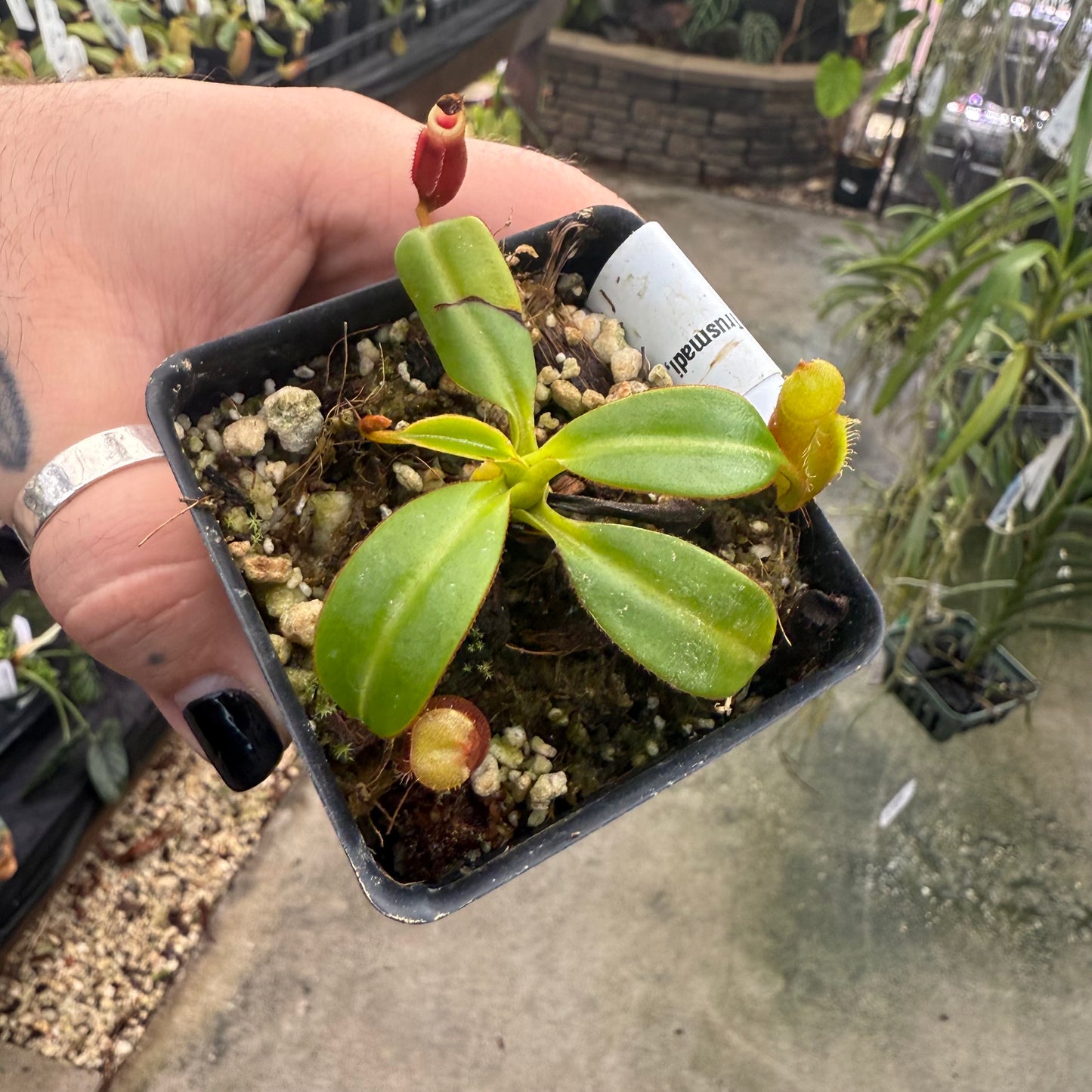 [W010] Nepenthes macrophylla, Clone: ed1 (Gunung Trusmadi, Borneo)