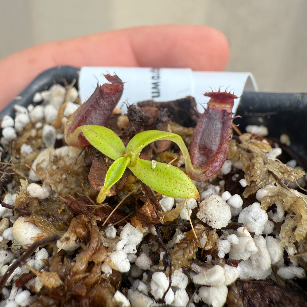 
                      
                        [W046] Nepenthes naga (seedgrown)
                      
                    