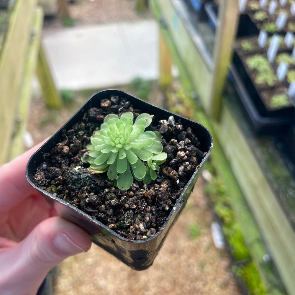 Pinguicula 'El mirador'
