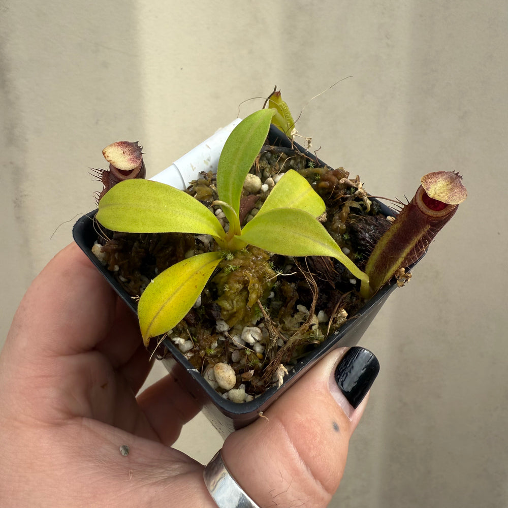 
                      
                        [W049] Nepenthes naga
                      
                    