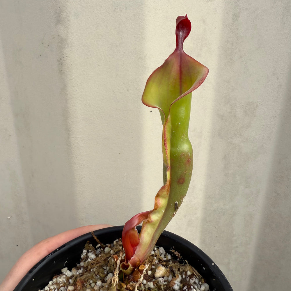 
                      
                        [W068] Heliamphora "Tequila" (Clone:01)
                      
                    