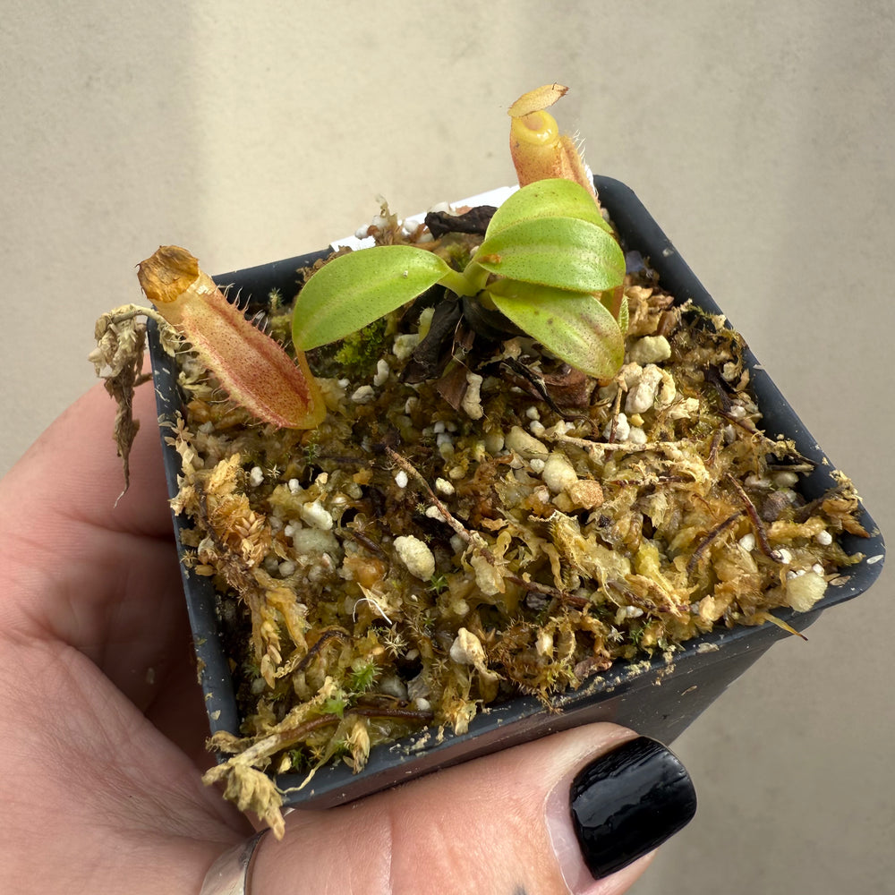 
                      
                        [W042] Nepenthes leonardoi x edwardsiana
                      
                    