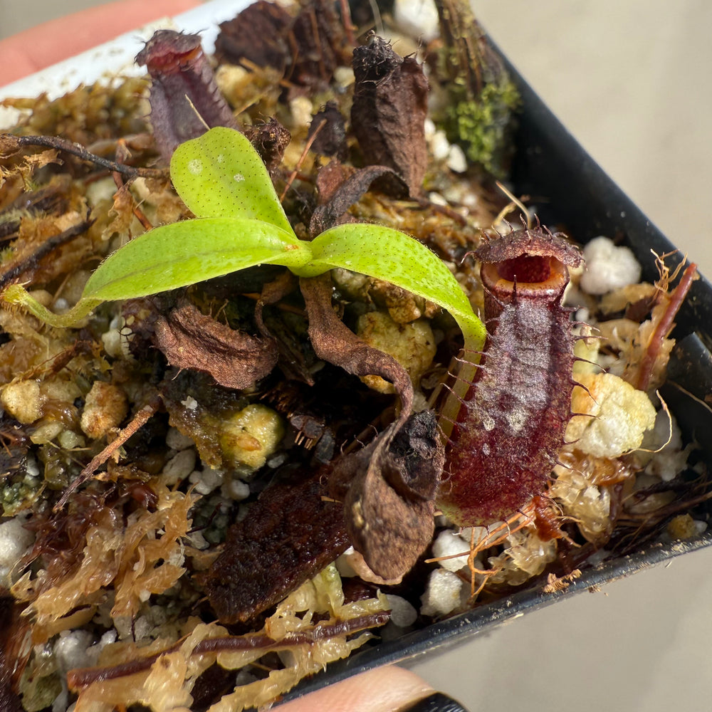 
                      
                        [W048] Nepenthes naga (seedgrown)
                      
                    