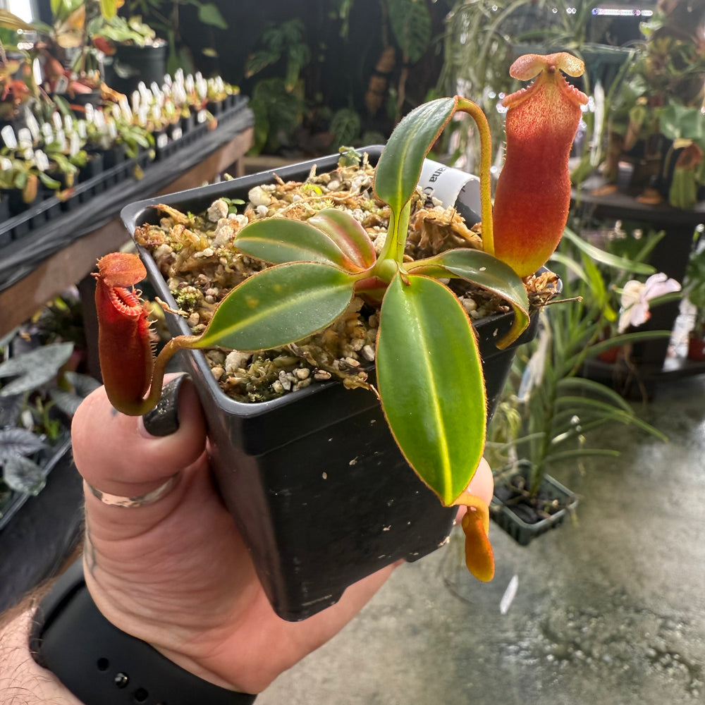 
                      
                        [W005] Nepenthes edwardsiana, Clone: 05 (Tambusisi)
                      
                    