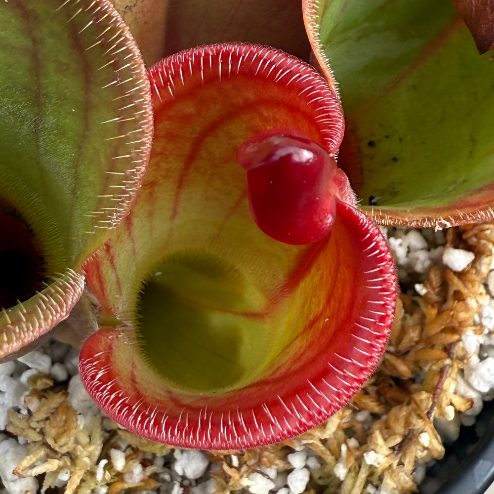 
                      
                        [W061] Heliamphora minor var. pilosa x macdonaldae Clone:12
                      
                    