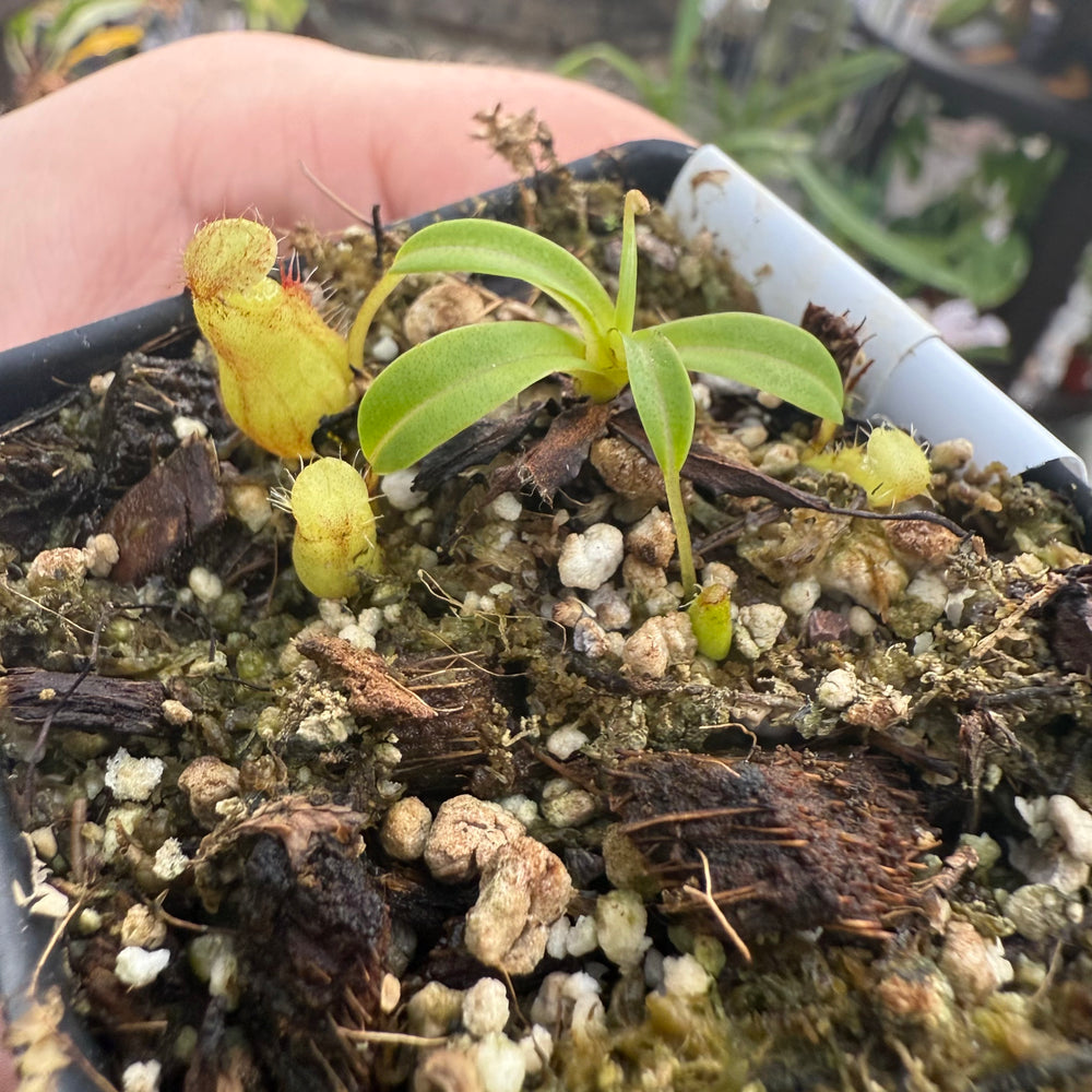 
                      
                        [W028] Nepenthes undulatifolia x edwardsiana
                      
                    
