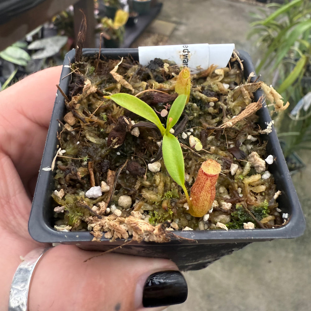 
                      
                        [W018] Nepenthes aristolochioides x edwardsiana
                      
                    