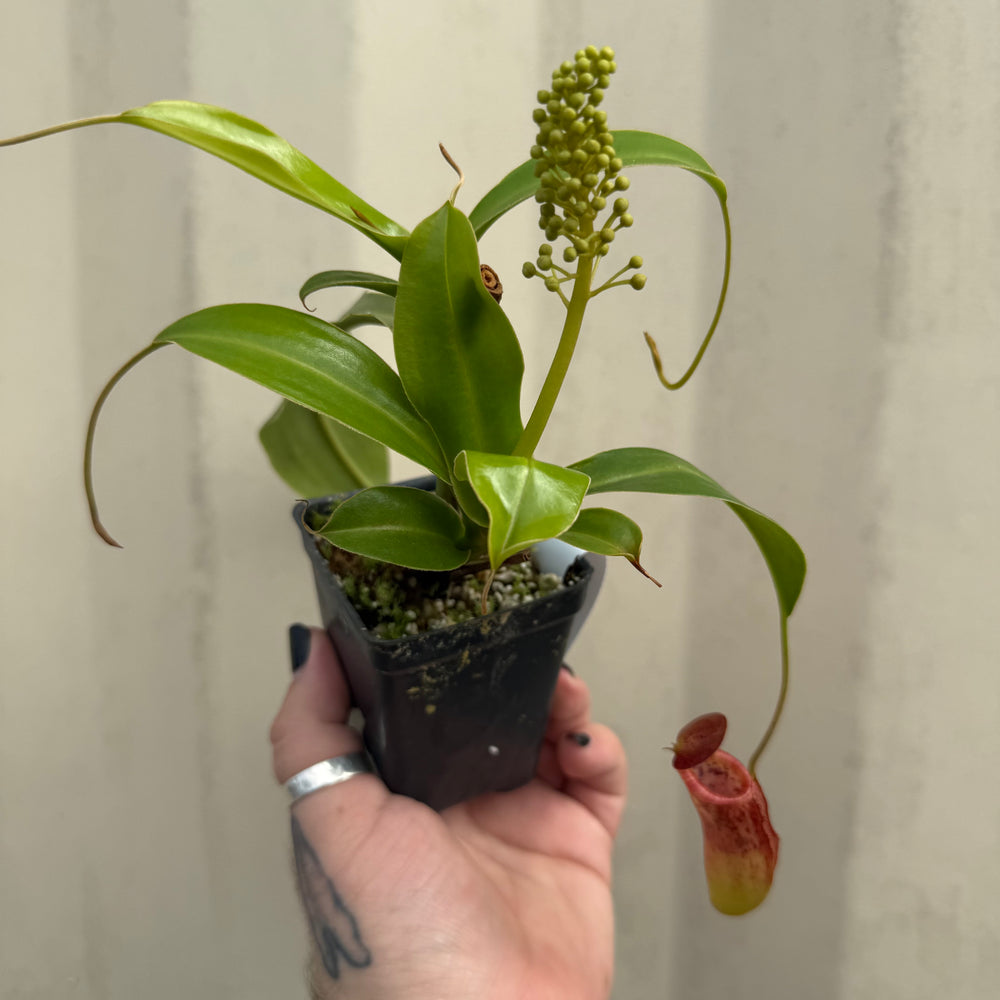 [W052] Nepenthes (spathulata x aristlichioides) x lowii