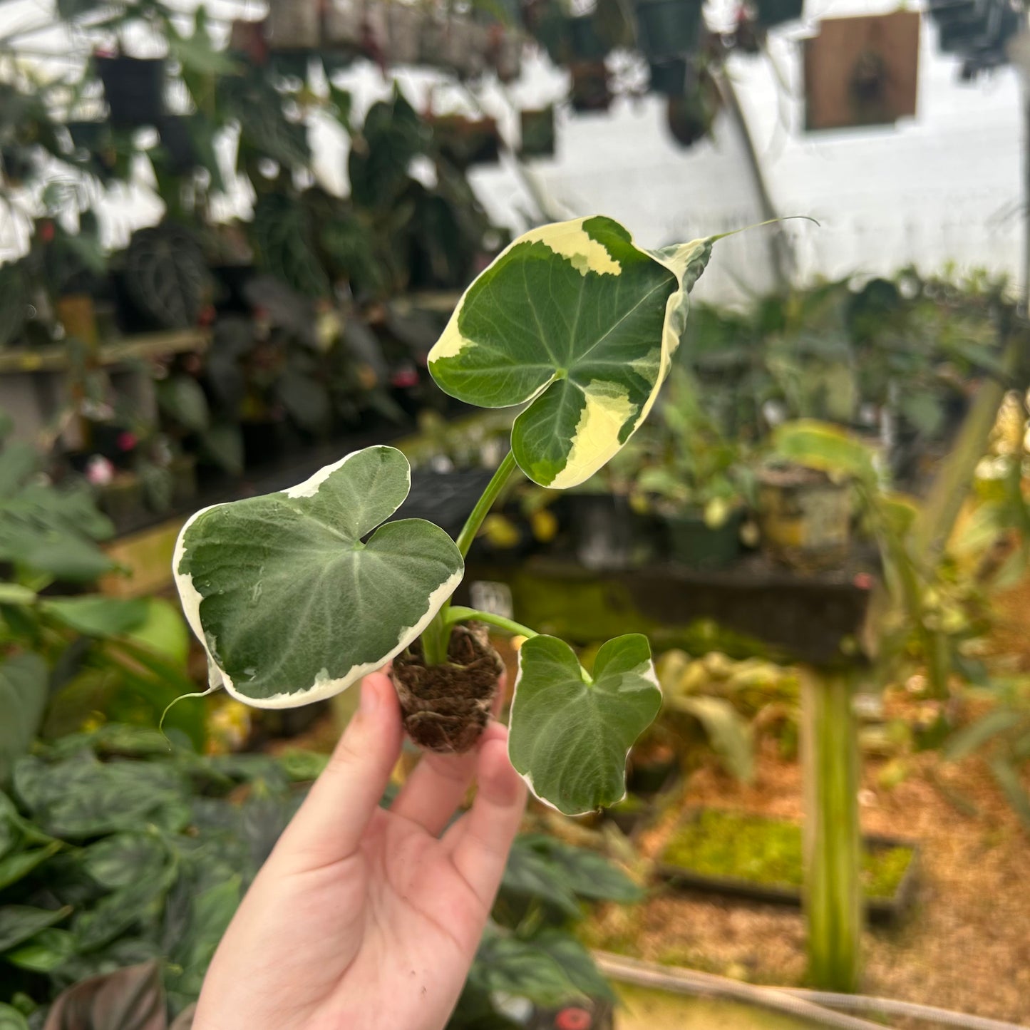 Xanthosoma albo variegata "Mickey Mouse"