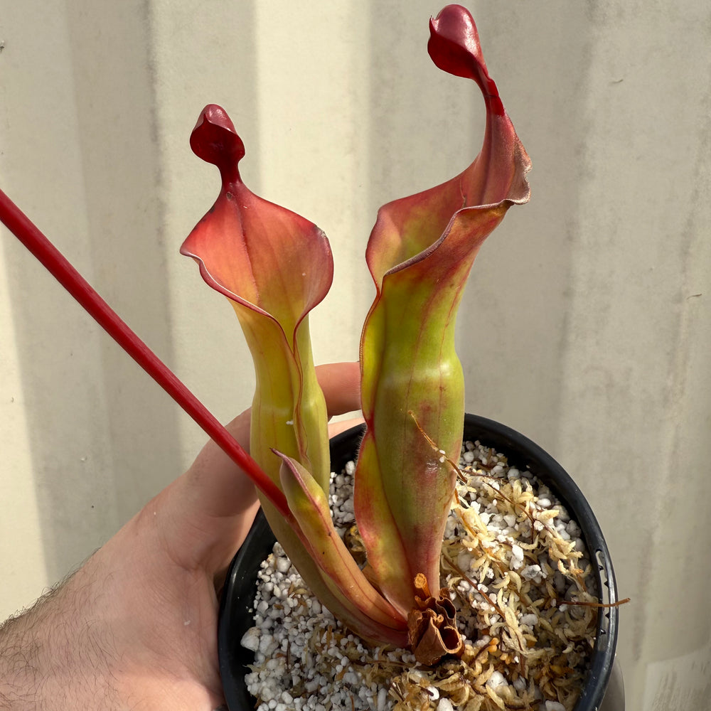 
                      
                        [W063] Heliamphora "Tequila" (Clone:01)
                      
                    