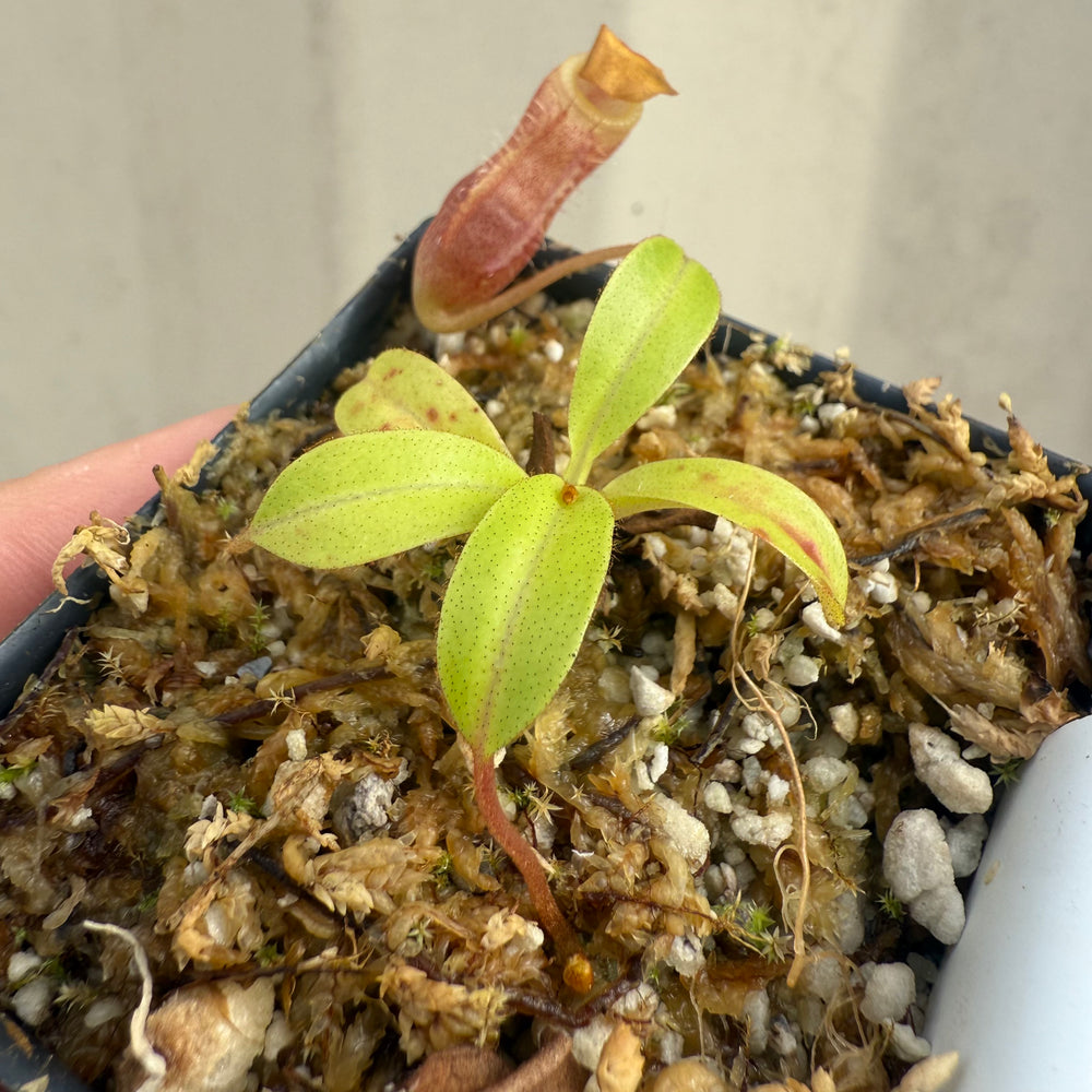 
                      
                        [W041] Nepenthes leonardoi x edwardsiana
                      
                    