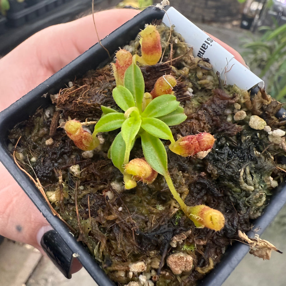 
                      
                        [W017] Nepenthes aristolochioides x edwardsiana
                      
                    