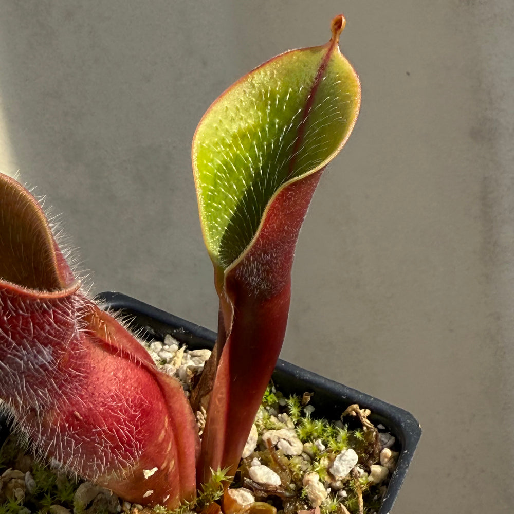 [W066] Heliamphora minor var. pilosa (Auyan), Clone:01