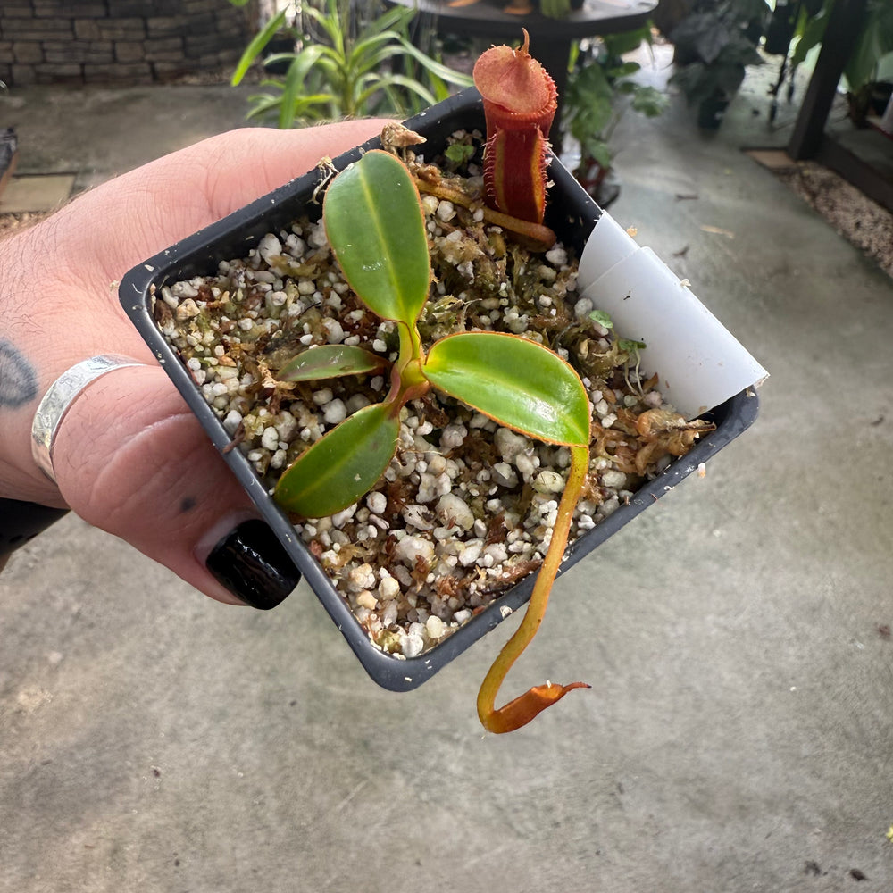 
                      
                        [W007] Nepenthes edwardsiana, Clone: 07 (Tambusisi)
                      
                    