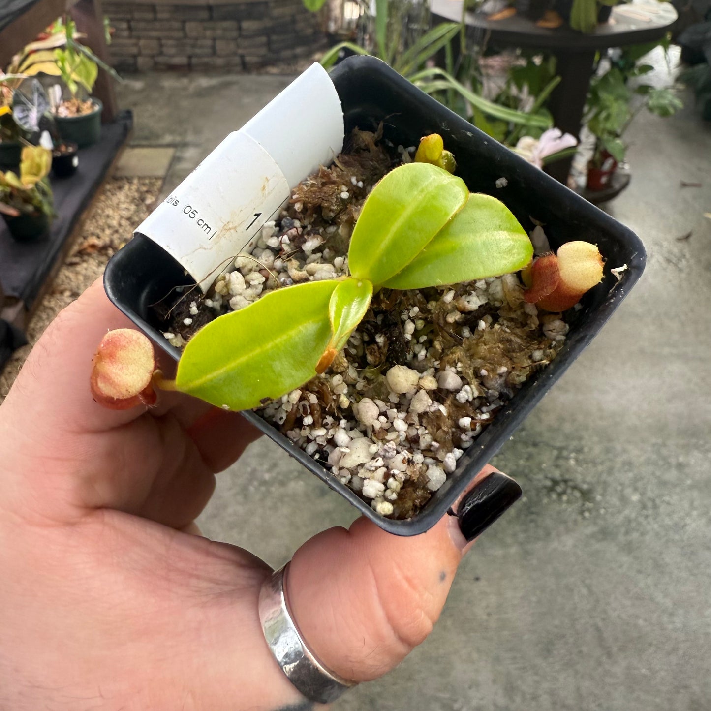 [W014] Nepenthes macrophylla, Clone: WT2_3 (Gunung Trusmadi, Borneo)