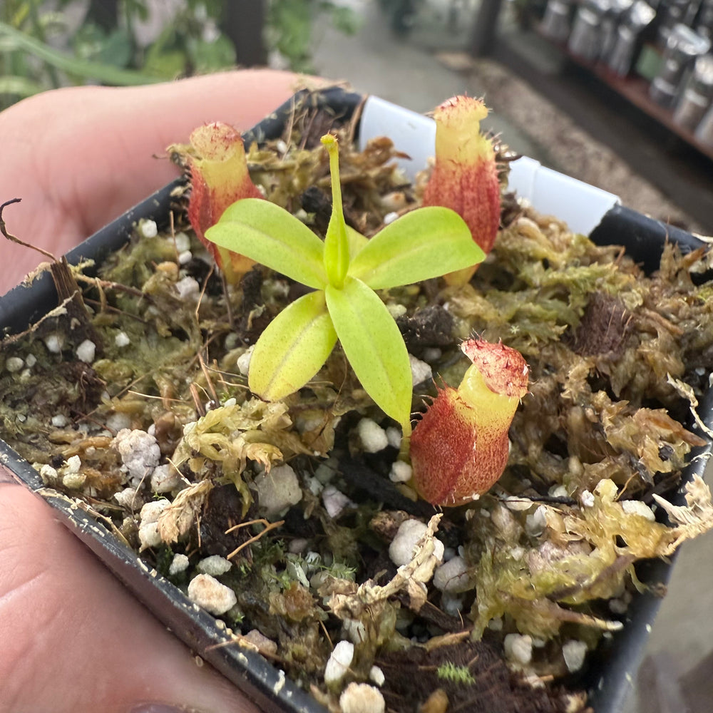 
                      
                        [W030] Nepenthes jamban x macrophylla
                      
                    