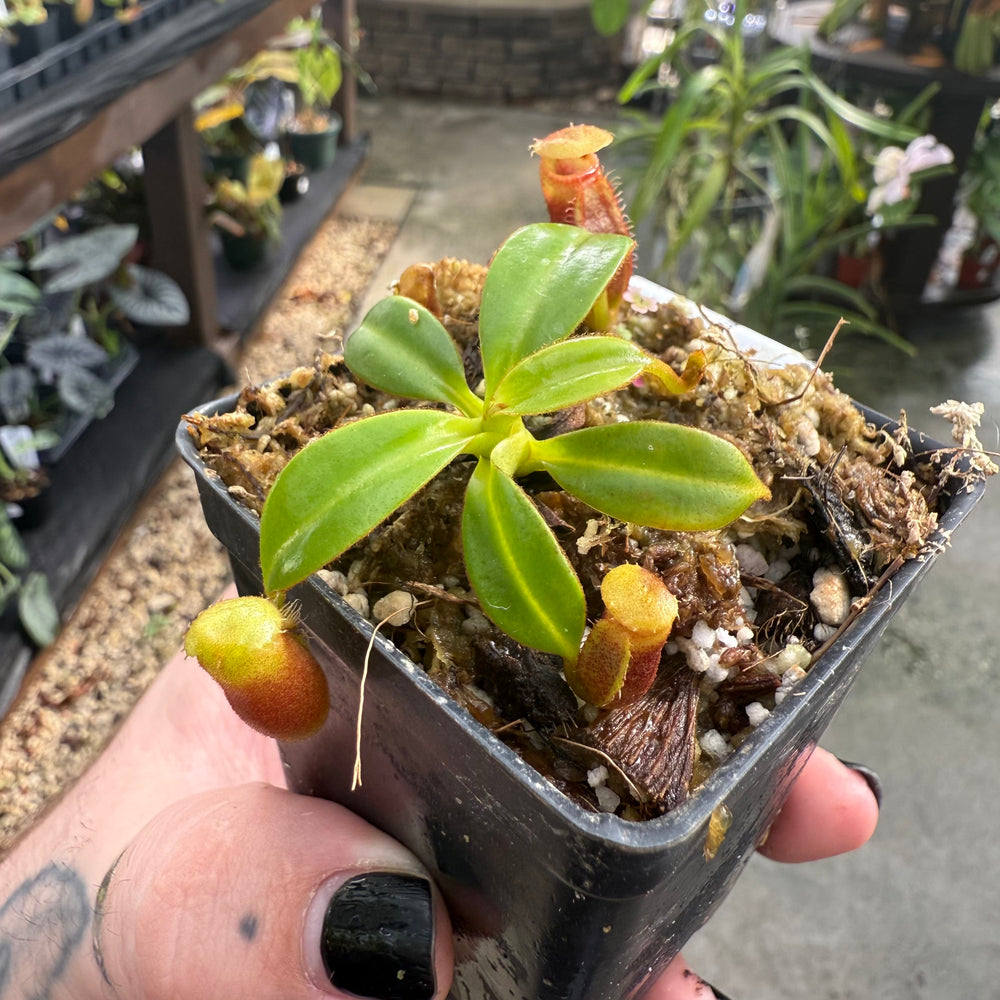 
                      
                        [W011] Nepenthes macrophylla, Clone: ed1 (Gunung Trusmadi, Borneo)
                      
                    