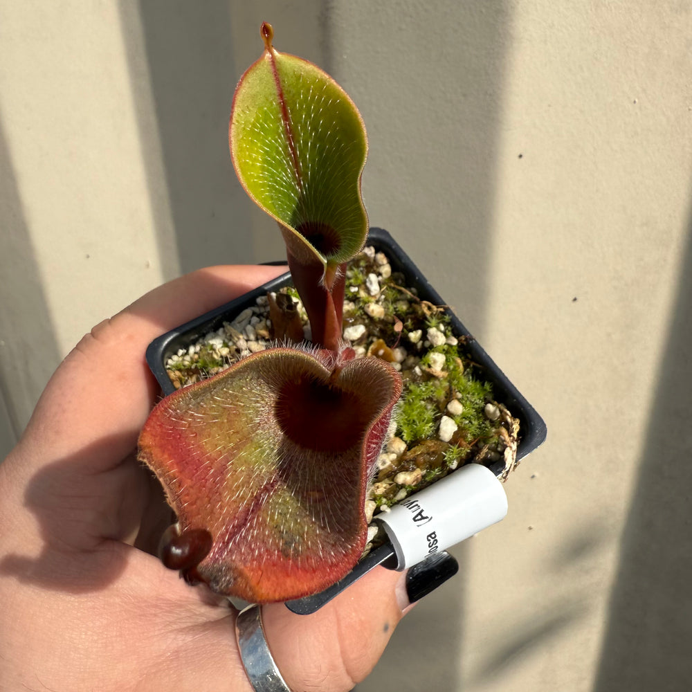 
                      
                        [W066] Heliamphora minor var. pilosa (Auyan), Clone:01
                      
                    