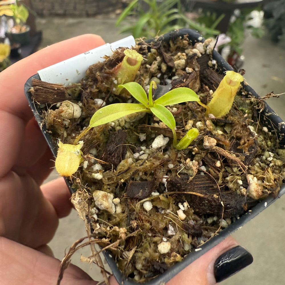 
                      
                        [W020] Nepenthes undulatifolia x macrophylla
                      
                    