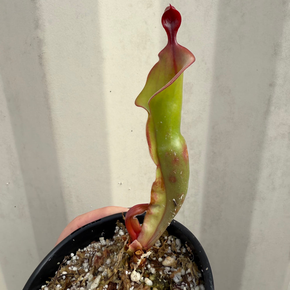 
                      
                        [W068] Heliamphora "Tequila" (Clone:01)
                      
                    