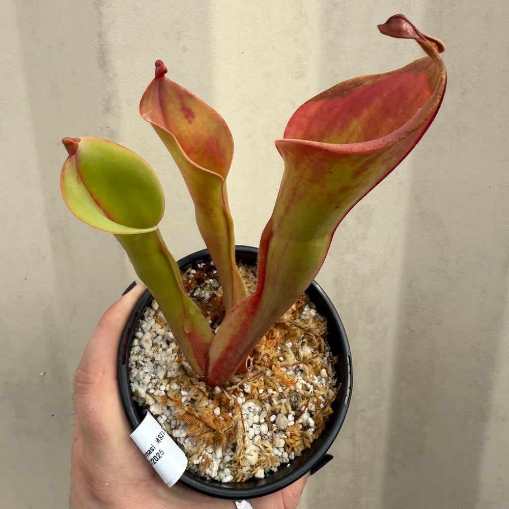 [W062] Heliamphora ionasi MS3 x 