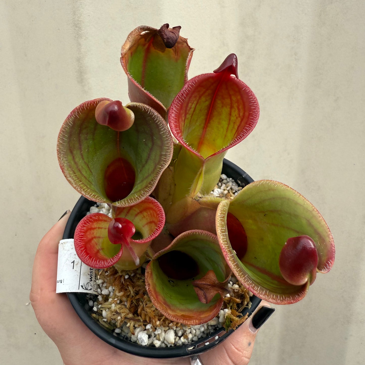 [W061] Heliamphora minor var. pilosa x macdonaldae Clone:12