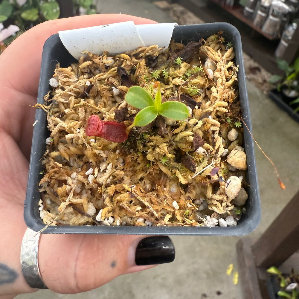 
                      
                        [W021] Nepenthes kinabaluensis x lowii
                      
                    