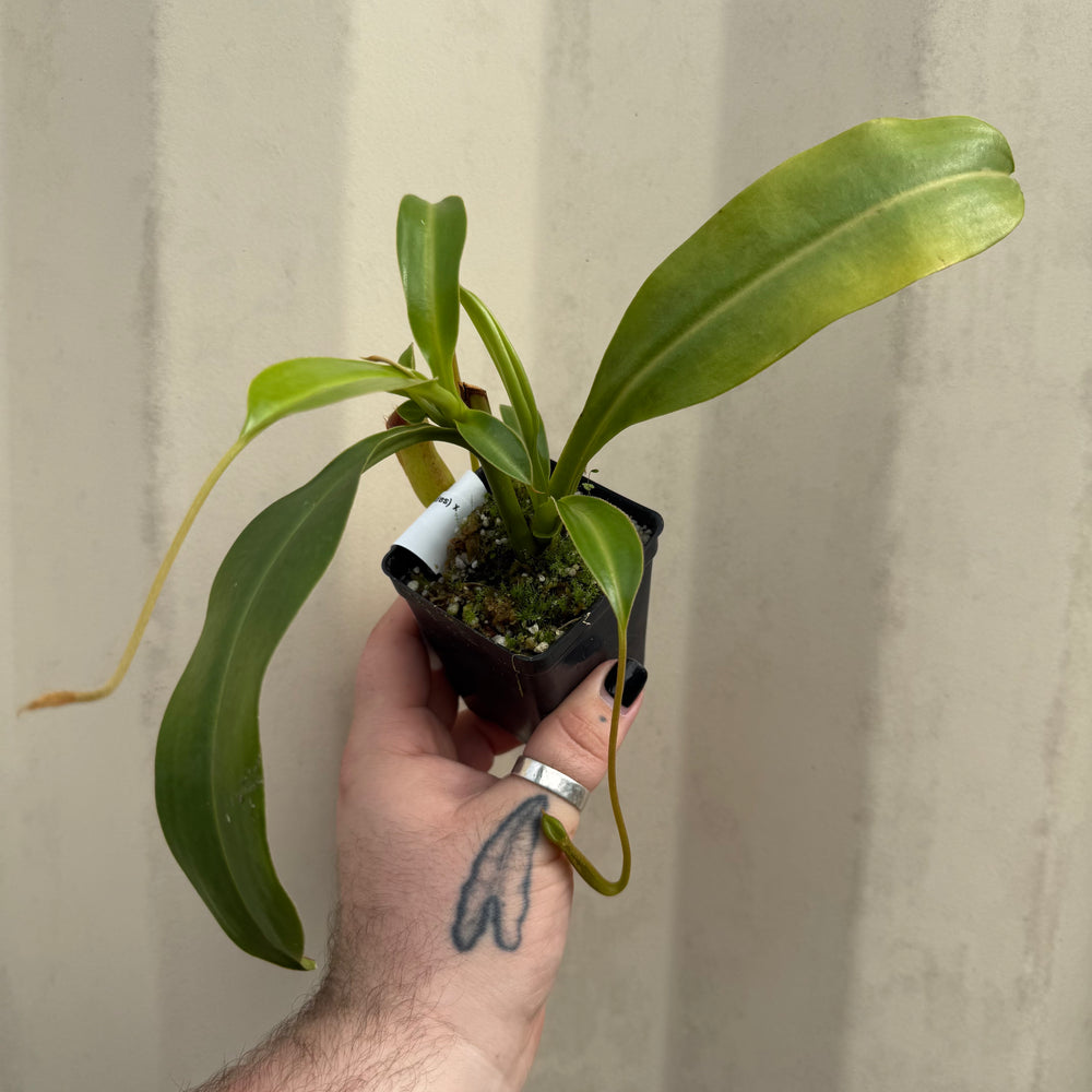 
                      
                        [W051] Nepenthes (spathulata x aristlichioides) x lowii
                      
                    
