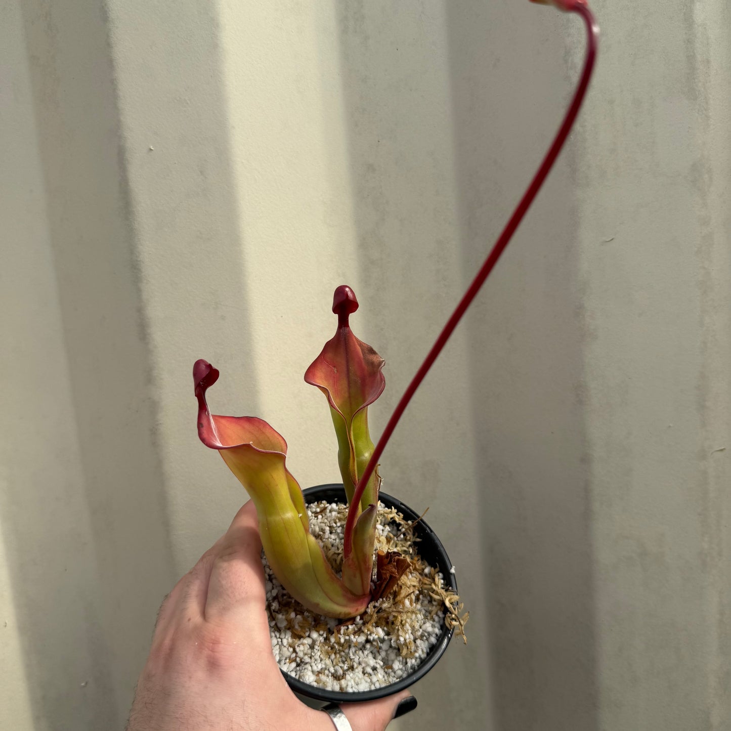 [W063] Heliamphora "Tequila" (Clone:01)
