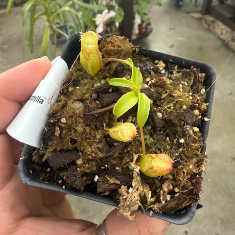 Seedling of Nepenthes undulatifolia x macrophylla with bright green leaves and two yellow pitchers in a mossy pot.