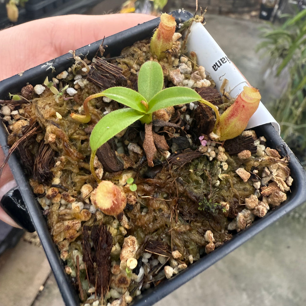
                      
                        [W015] Nepenthes aristolochioides x edwardsiana
                      
                    
