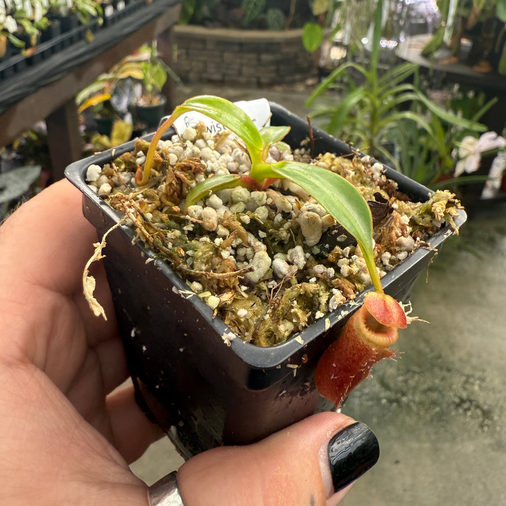 
                      
                        [W008] Nepenthes edwardsiana, Clone: 09 (Tambusisi)
                      
                    