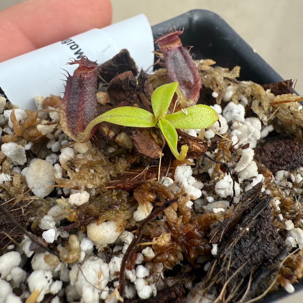 
                      
                        [W046] Nepenthes naga (seedgrown)
                      
                    