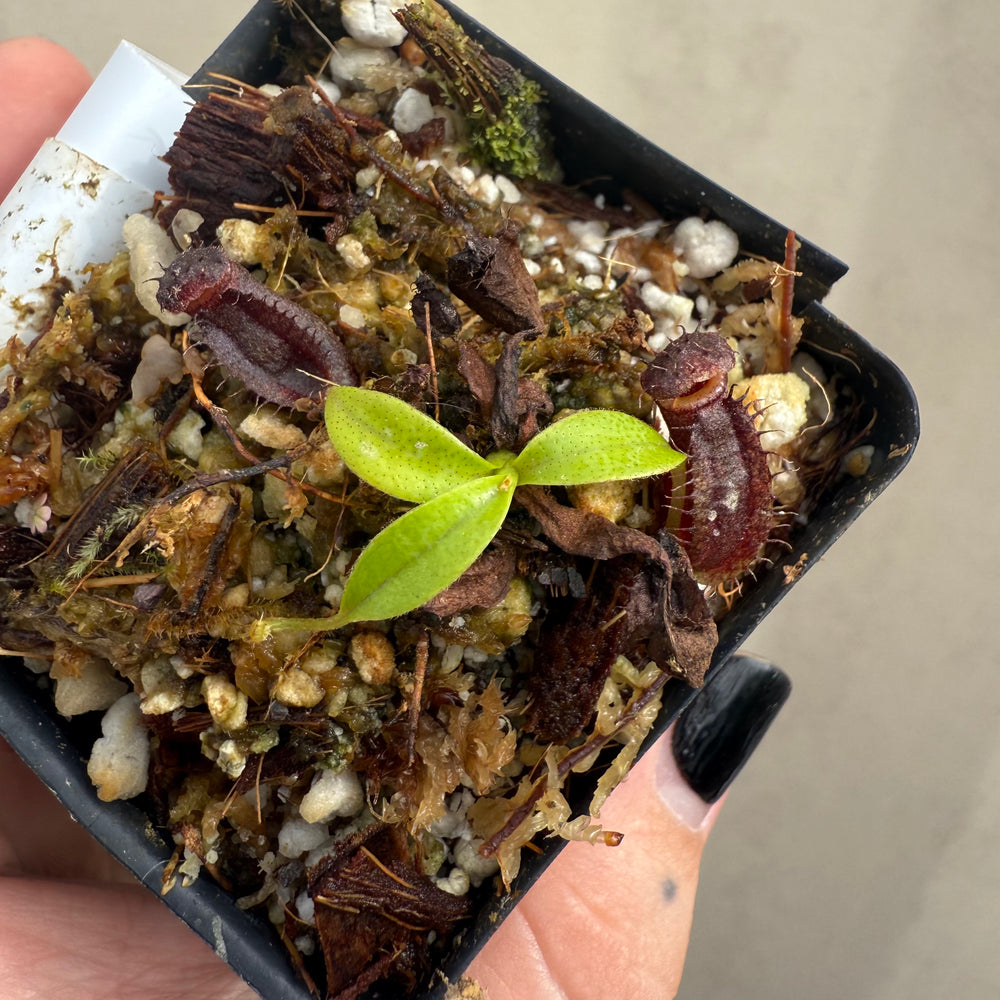 
                      
                        [W048] Nepenthes naga (seedgrown)
                      
                    