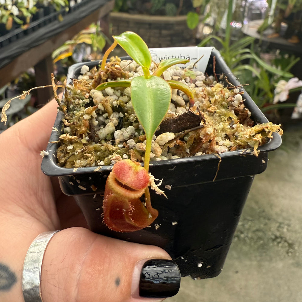 
                      
                        [W008] Nepenthes edwardsiana, Clone: 09 (Tambusisi)
                      
                    