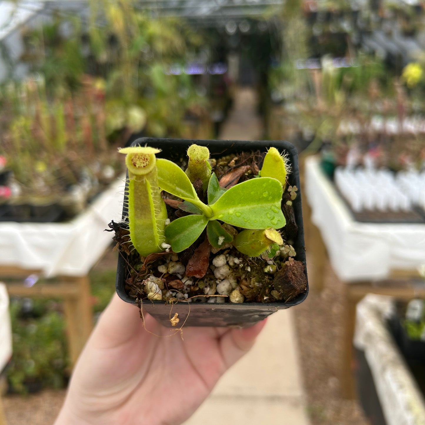 Nepenthes ventricosa JB sigma x ovata EP, CAR-0385
