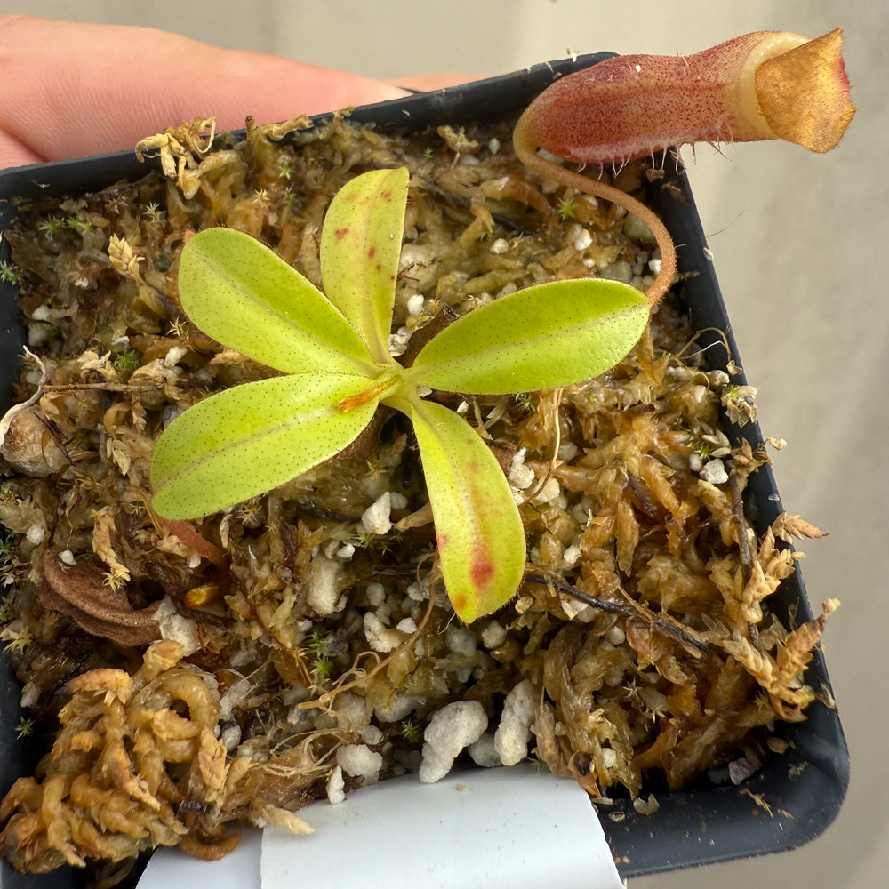 [W041] Nepenthes leonardoi x edwardsiana