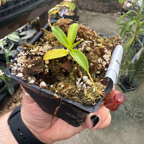 Young Nepenthes aristolochioides x edwardsiana with a slender stem, bright green leaves, and a red spotted pitcher at the pot edge