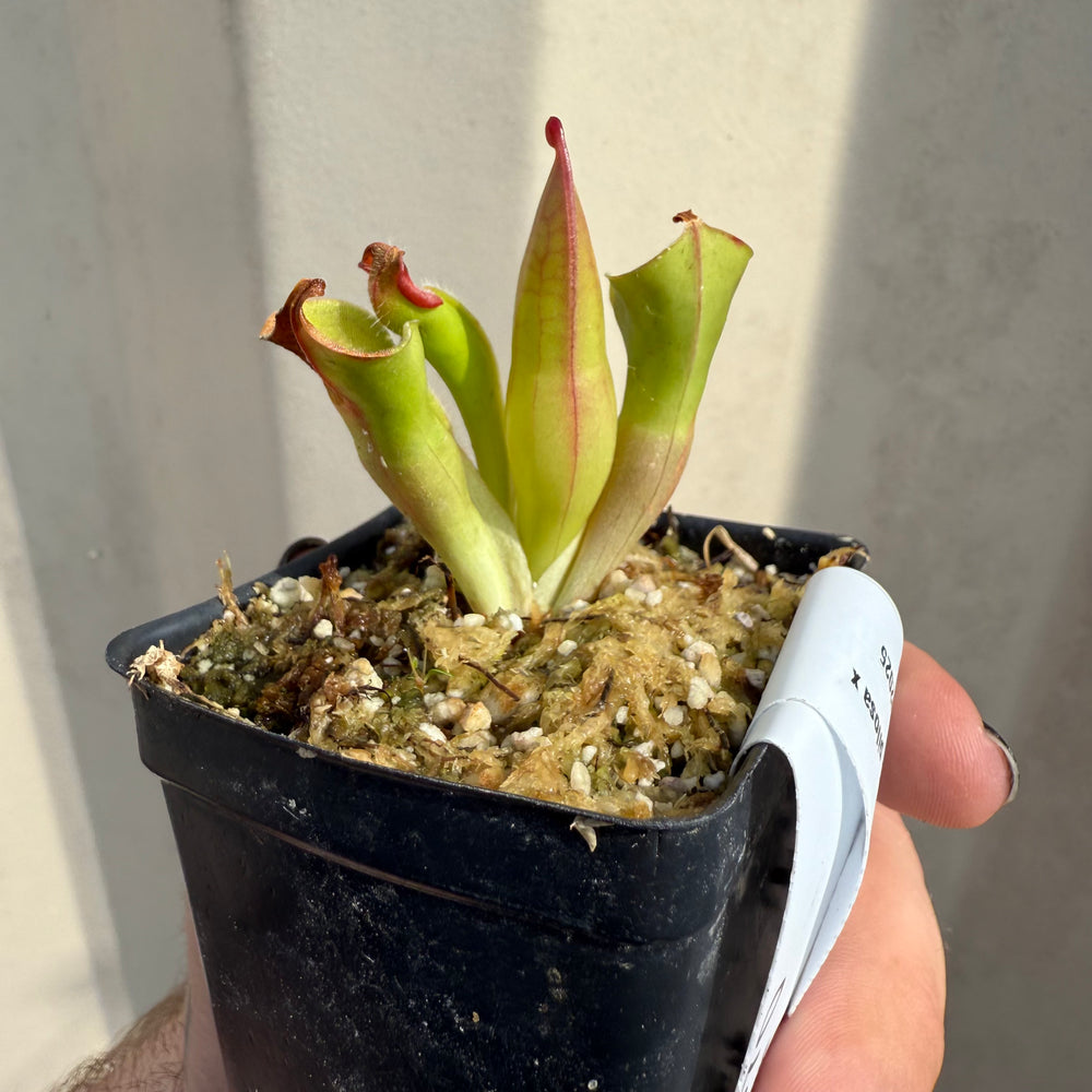 
                      
                        [W070] Heliamphora minor var. pilosa x macdonaldae Clone:10
                      
                    