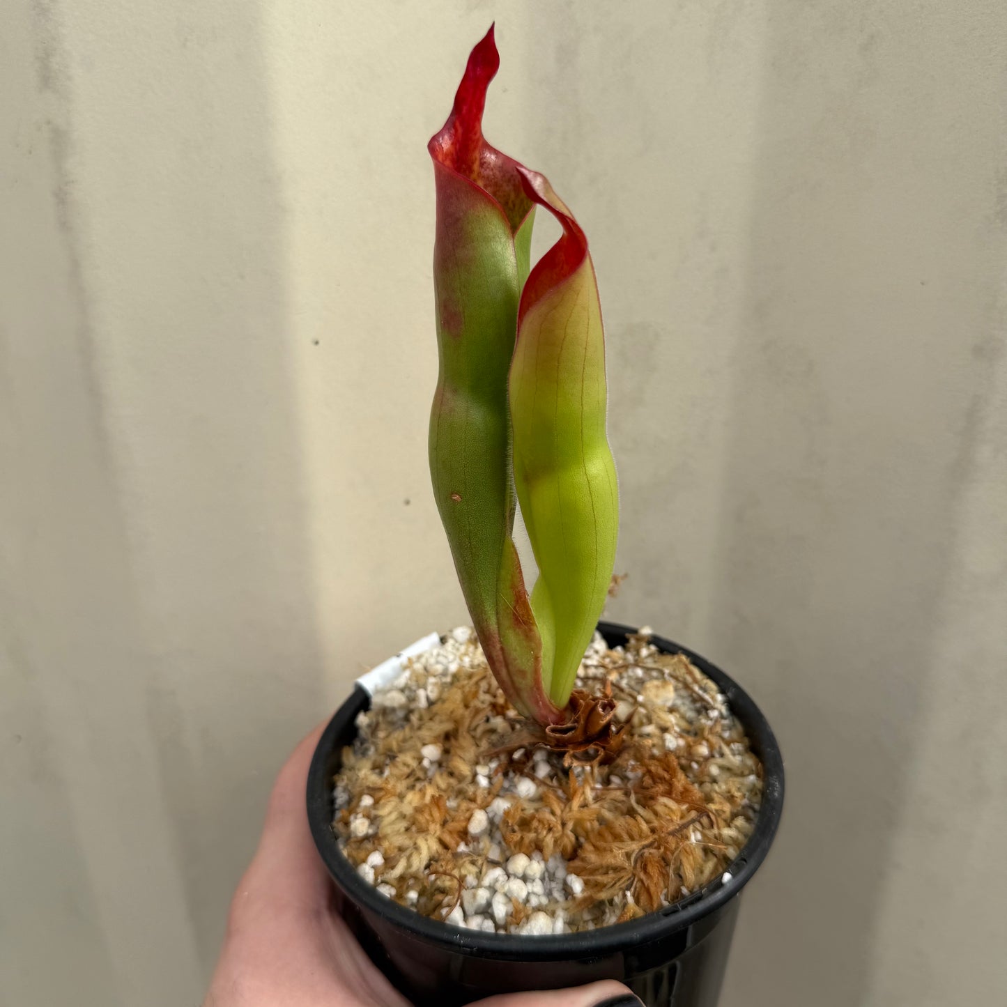 [W069] Heliamphora parva x sarracenioides