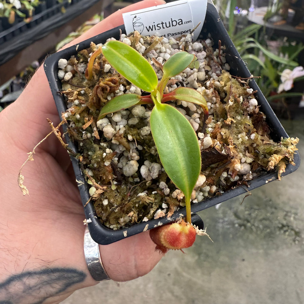 [W008] Nepenthes edwardsiana, Clone: 09 (Tambusisi)