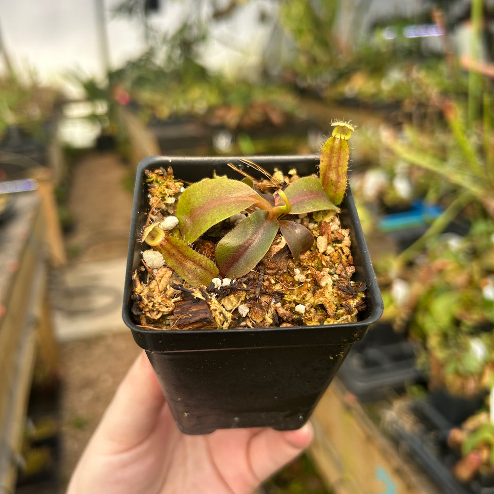
                      
                        Nepenthes [(Rokko x boschiana) x veitchii] EP x macrophylla, CAR-0790
                      
                    