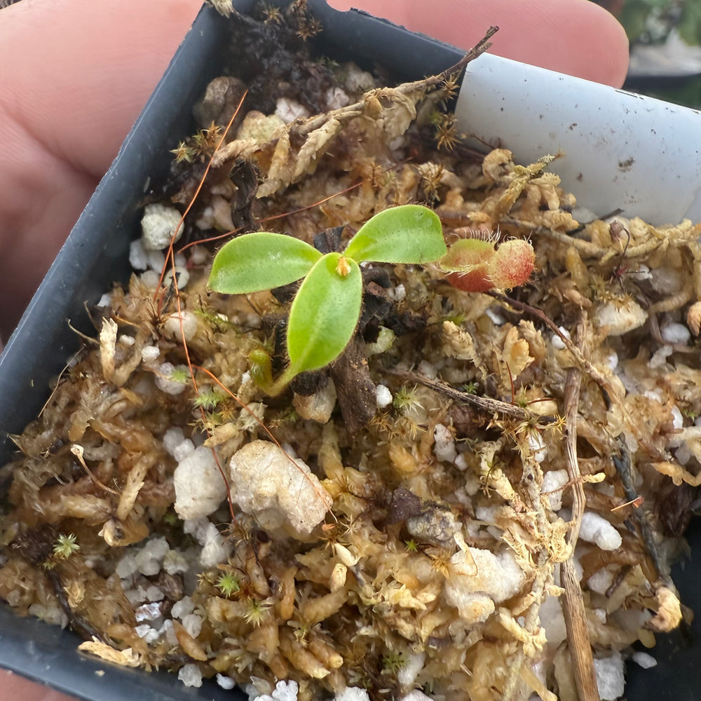 
                      
                        [W023] Nepenthes kinabaluensis x lowii
                      
                    